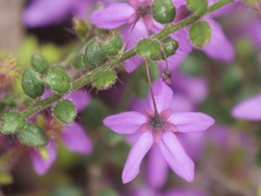 Tetratheca hispidissima