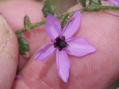 Tetratheca hispidissima