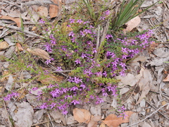 Tetratheca hispidissima