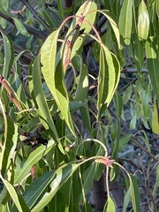 Prunus amygdalus