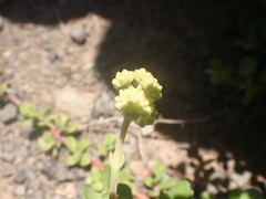 Crassula mollis