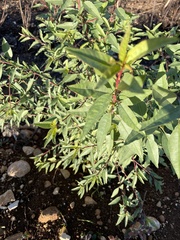 Prunus amygdalus