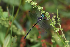 Eusynthemis nigra