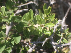 Grewia robusta