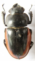 Odontolabis cuvera salvazae