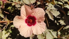 Hibiscus acetosella