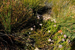 Sorocephalus lanatus