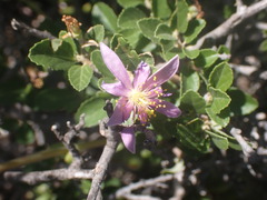 Grewia robusta
