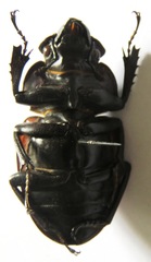 Odontolabis cuvera salvazae