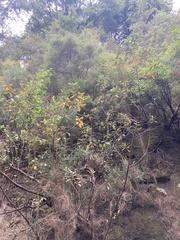 Olearia avicenniifolia