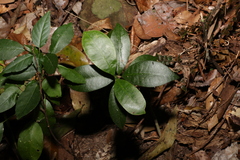 Baloghia inophylla