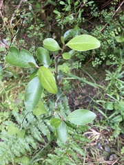 Olearia avicenniifolia