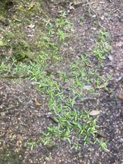 Coprosma microcarpa