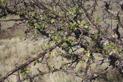 Commiphora