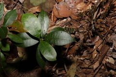 Baloghia inophylla