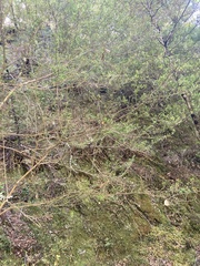 Coprosma microcarpa