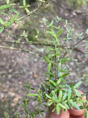 Coprosma microcarpa
