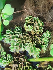 Salvinia cucullata