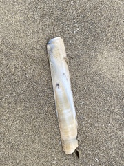 Ensis minor