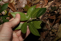 Baloghia inophylla