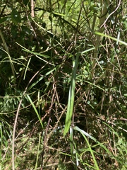 Parsonsia capsularis