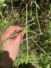 Parsonsia capsularis