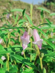 Sesamum indicum