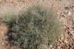 Dyerophytum