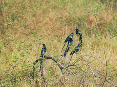 Lamprotornis caudatus
