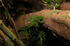 Arthropteris tenella