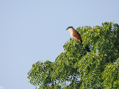 Centropus senegalensis