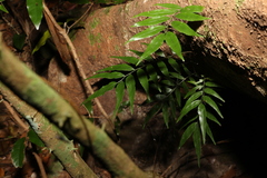 Arthropteris tenella