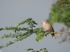Streptopelia decipiens