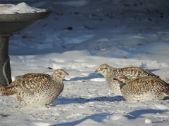 Tympanuchus phasianellus