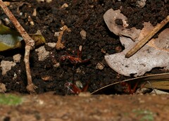 Leptomyrmex tibialis
