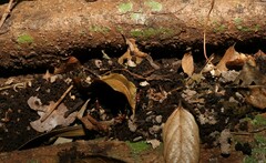 Leptomyrmex tibialis