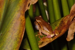 Hyperolius marmoratus