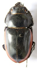 Odontolabis cuvera salvazae