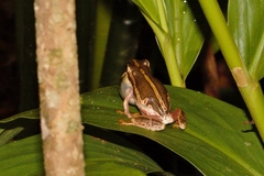 Hyperolius marmoratus