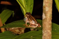 Hyperolius marmoratus