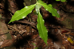 Bouchardatia neurococca