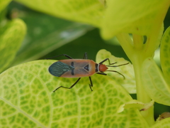 Dysdercus transversalis