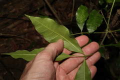 Bouchardatia neurococca
