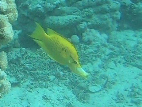 Slingjaw Wrasse — seen at this dive site