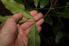 Bouchardatia neurococca