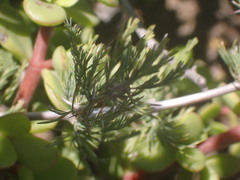 Asparagus burchellii