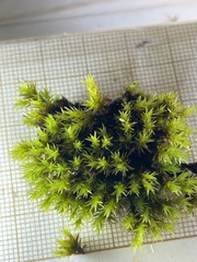 Orthotrichum anomalum