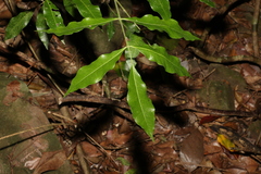 Bouchardatia neurococca