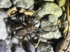Miturgidae