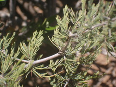 Asparagus burchellii